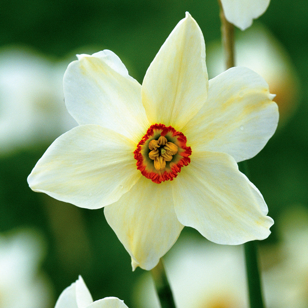 Sarah Raven Narzisse Old Pheasants Eye Zwiebeln 20 Zwiebeln duftend