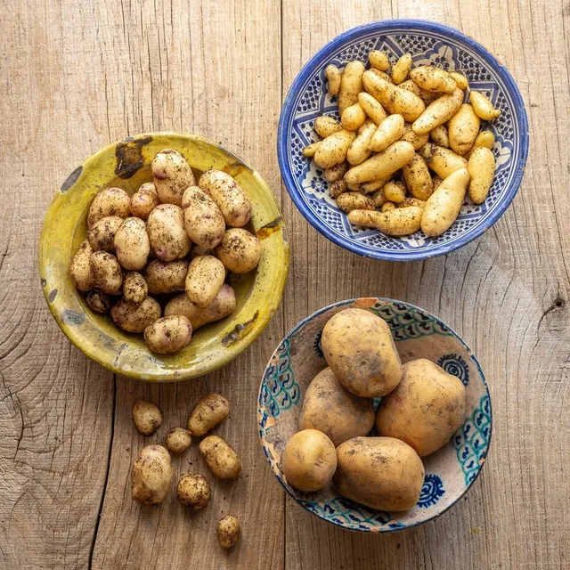 Sarah Raven Salatkartoffeln Kollektion 3kg früh
