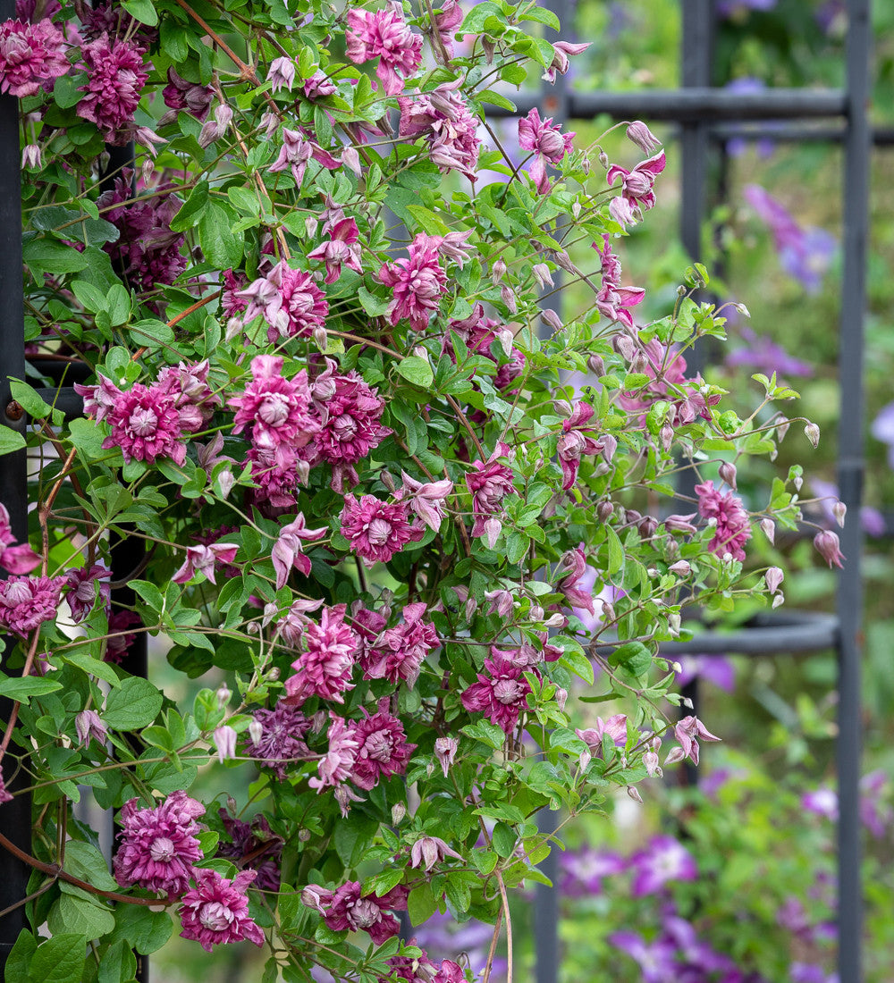 Sarah Raven Plants Clematis Purpurea Plena Pflanze 2L gefüllt