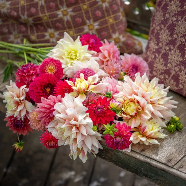 Sarah Raven Bulbs Bea Dahlienkollektion 6 Knollen