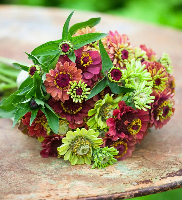 Sarah Raven Plants Cranberry Lime Zinnia Collection 12x9 cm