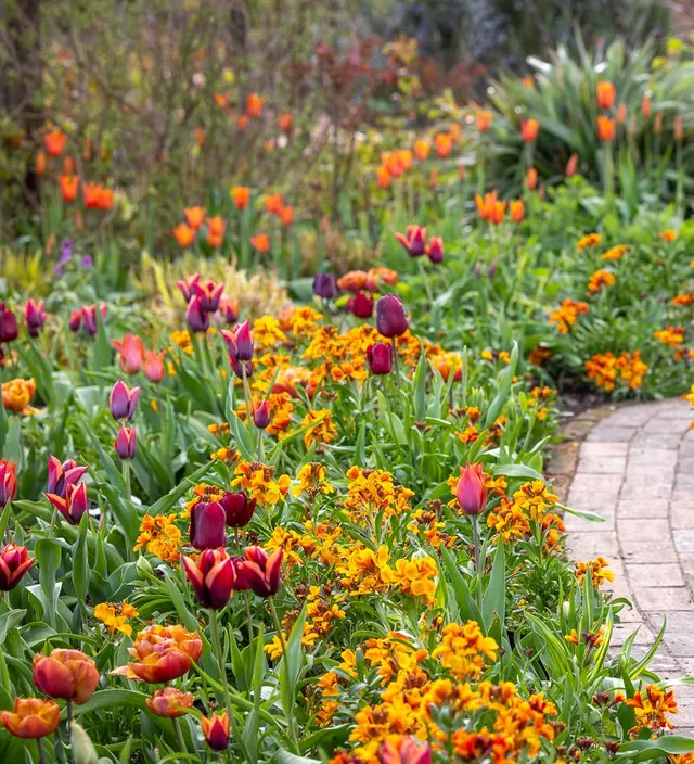 Sarah Raven Plants Amber Tulpen Goldlack Kollektion 36 Teile orange