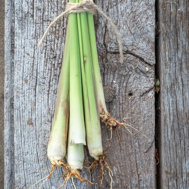 Sarah Raven Seeds Zitronengras Samen 200 Samen Küche Tee