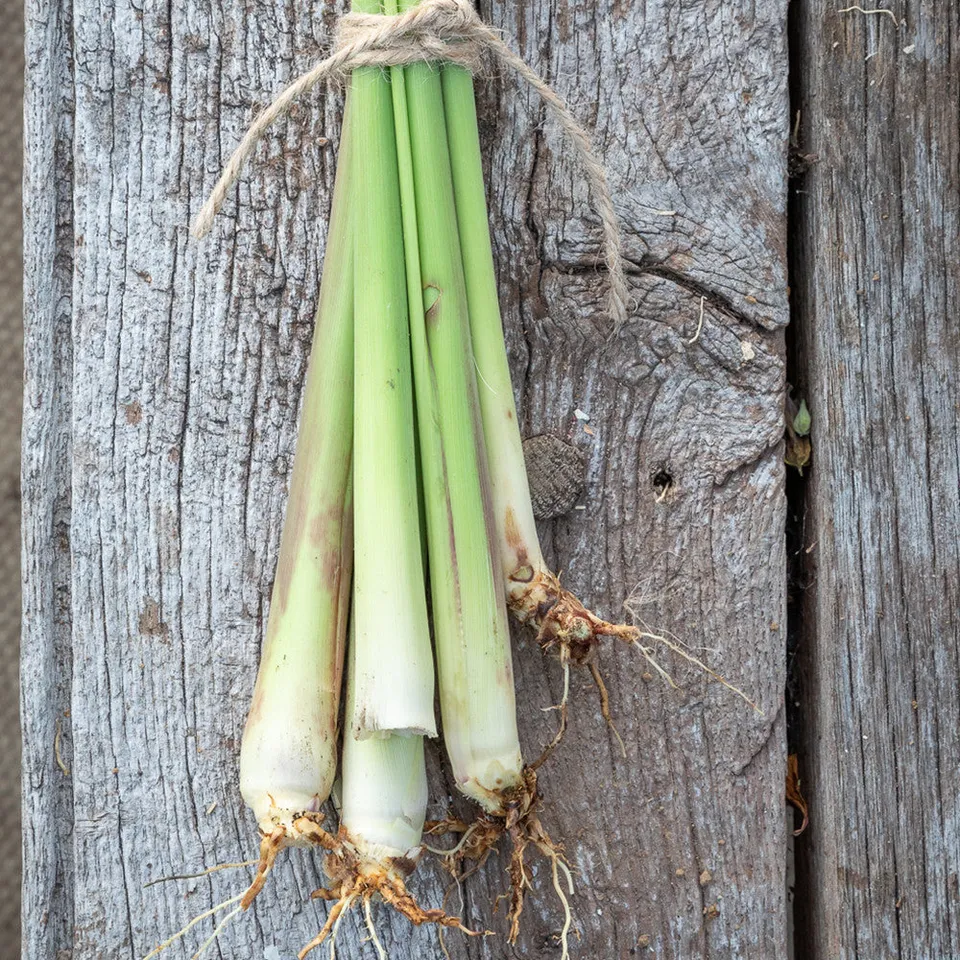 Sarah Raven Seeds Zitronengras Samen 200 Samen Küche Tee