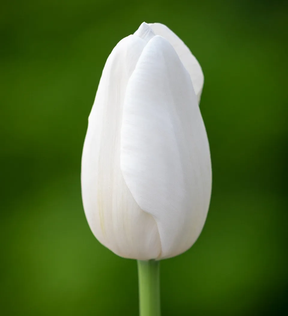 Sarah Raven Clearwater Tulpe 10 Blumenzwiebeln weiß