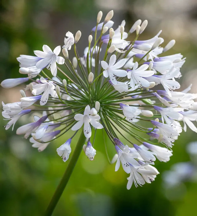 Sarah Raven Plants Agapanthus Queen Mum Pflanze 1x 2-Liter-Topf zweifarbig