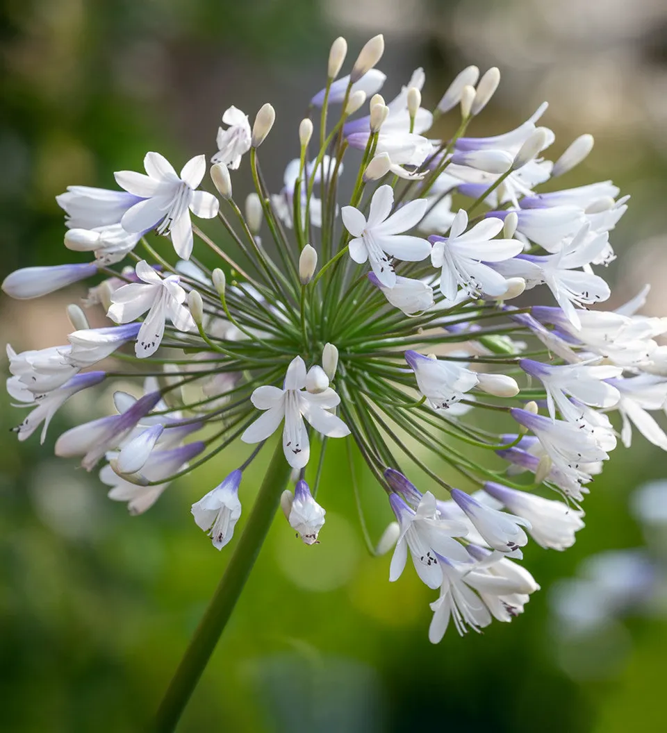 Sarah Raven Plants Agapanthus Queen Mum Pflanze 1x 2-Liter-Topf zweifarbig