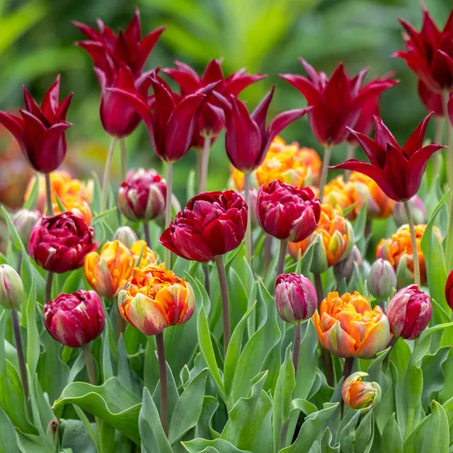 Sarah Raven Bulbs Bournville Orange Tulpen Kollektion 45 Stück