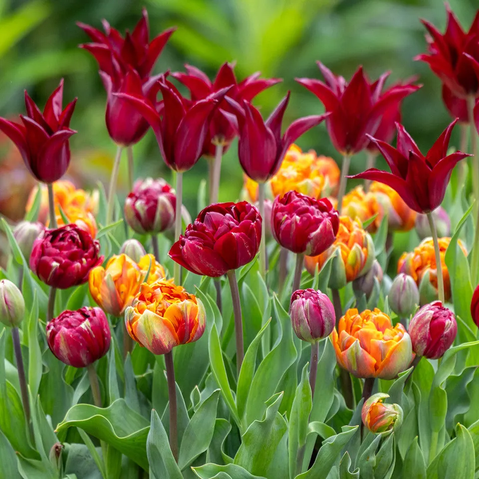 Sarah Raven Bulbs Bournville Orange Tulpen Kollektion 45 Stück