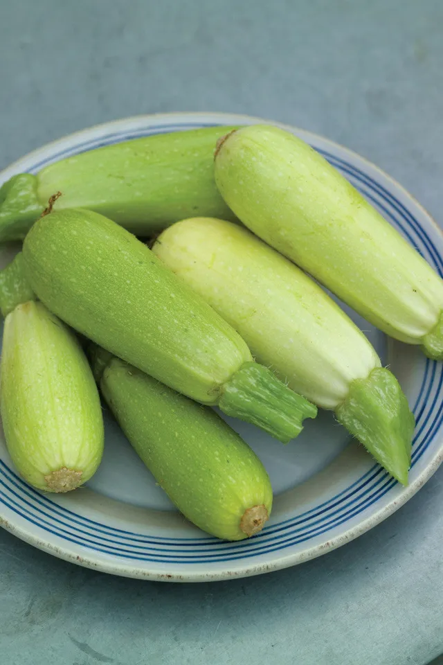 Sarah Raven Seeds Zucchini Bianca di Trieste 20 Samen