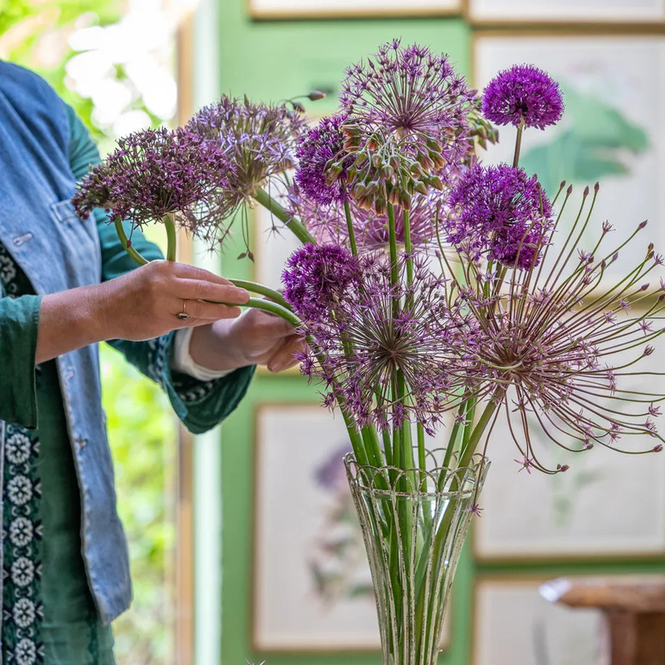 Sarah Raven Allium Blumenzwiebeln 40 Stück lila bienenfreundlich