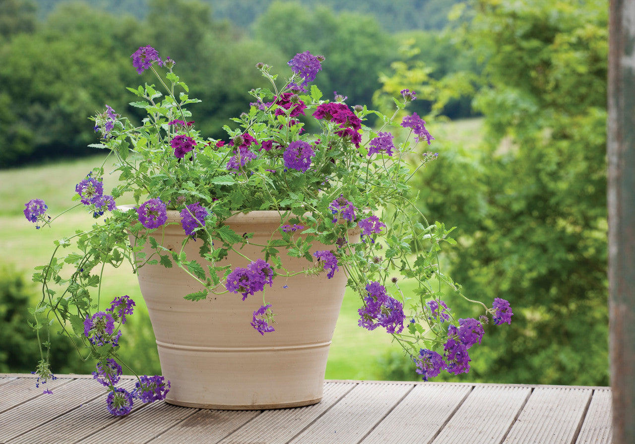 Sarah Raven Plants Verbena Collection Pflanzen 9 Töpfe hängend