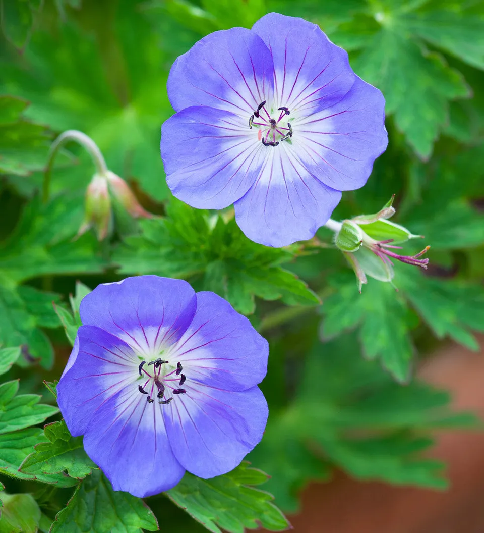 Sarah Raven Rozanne Storchschnabel Stauden 3x9cm violettblau