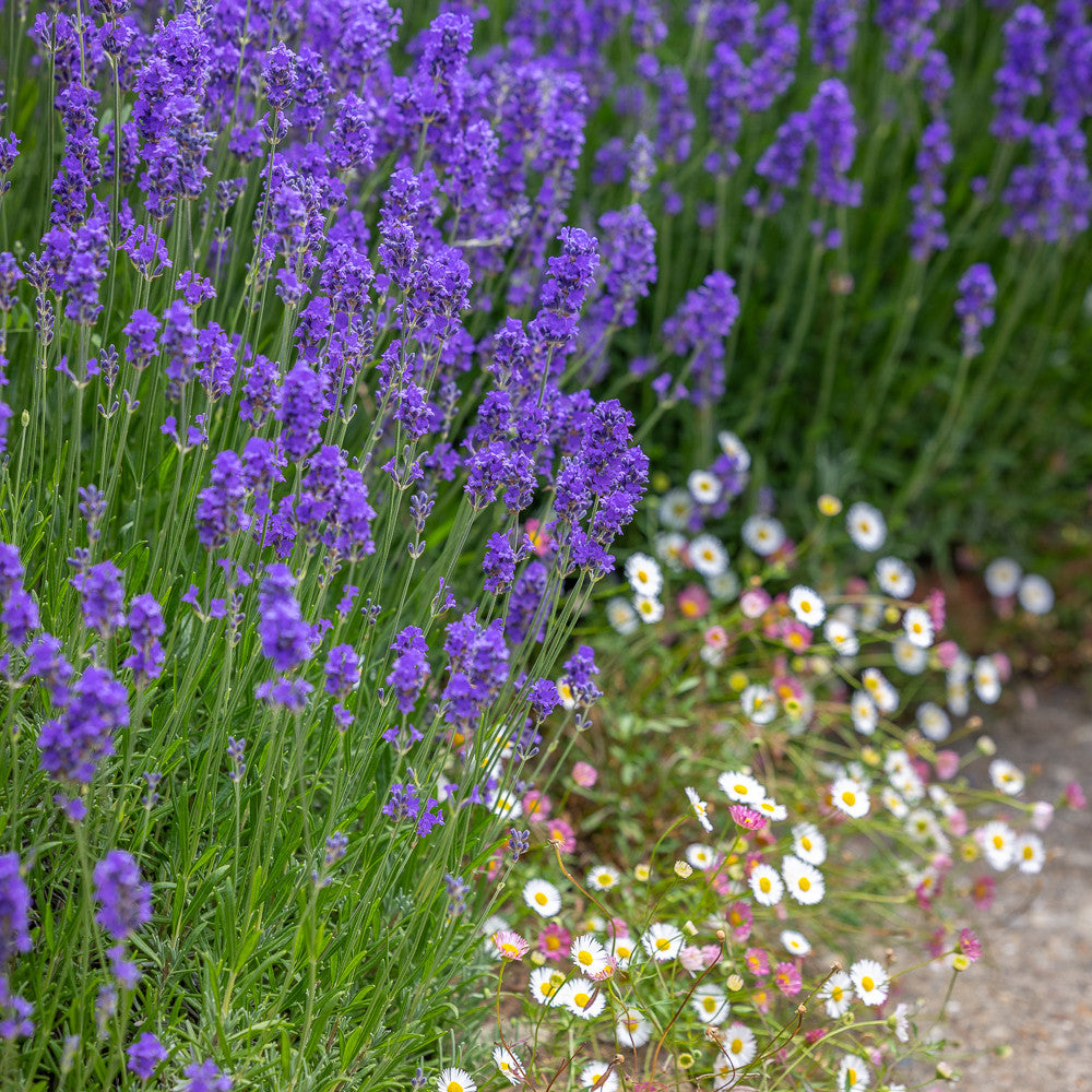 Sarah Raven Plants Lavender Daisies Collection 12x9cm trockenfest
