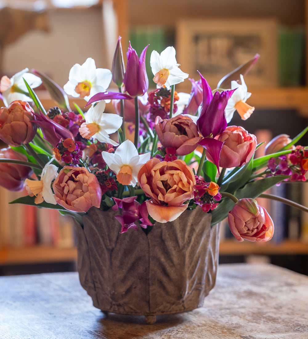 Sarah Raven Café-au-lait Blumenzwiebeln 30 Stück Tulpe Narzisse