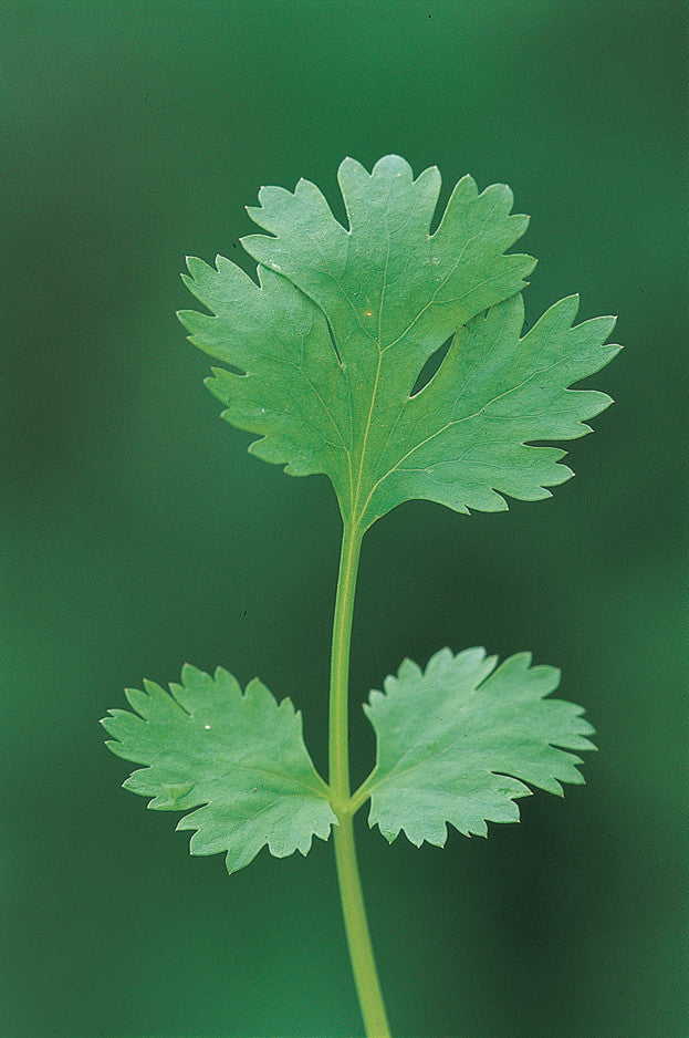 Sarah Raven Seeds Koriander Leisure Saatgut 100 Samen bio