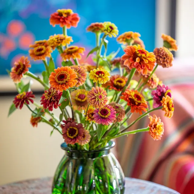 Sarah Raven Plants Zinnia Queeny Mixed Zinnie 12x9cm Topf