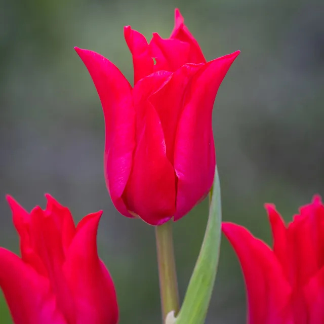 Sarah Raven Bulbs Tulip Pretty Woman Tulpenzwiebeln 10 Rot Topf