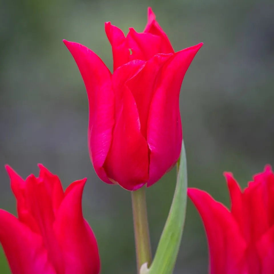 Sarah Raven Bulbs Tulip Pretty Woman Tulpenzwiebeln 10 Rot Topf