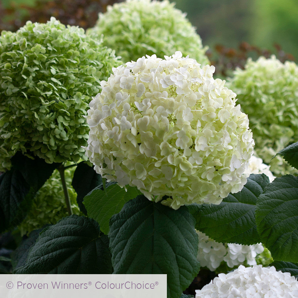 Sarah Raven Hydrangea Incrediball Hortensie 3L Topf weiß