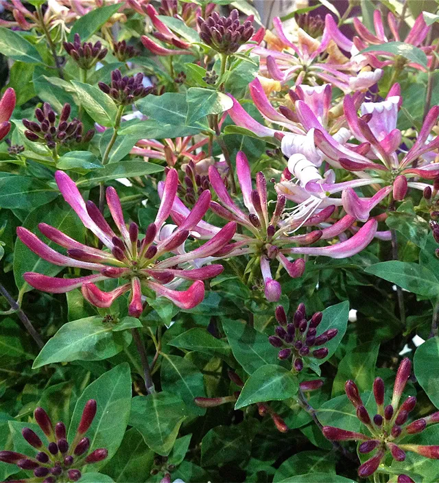 Sarah Raven Lonicera Rhubarb and Custard Pflanze 3 Liter