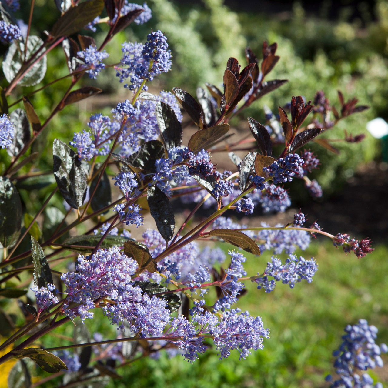 Sarah Raven Plants Ceanothus Tuxedo Pflanze 2-Liter-Topf dunkellaubig