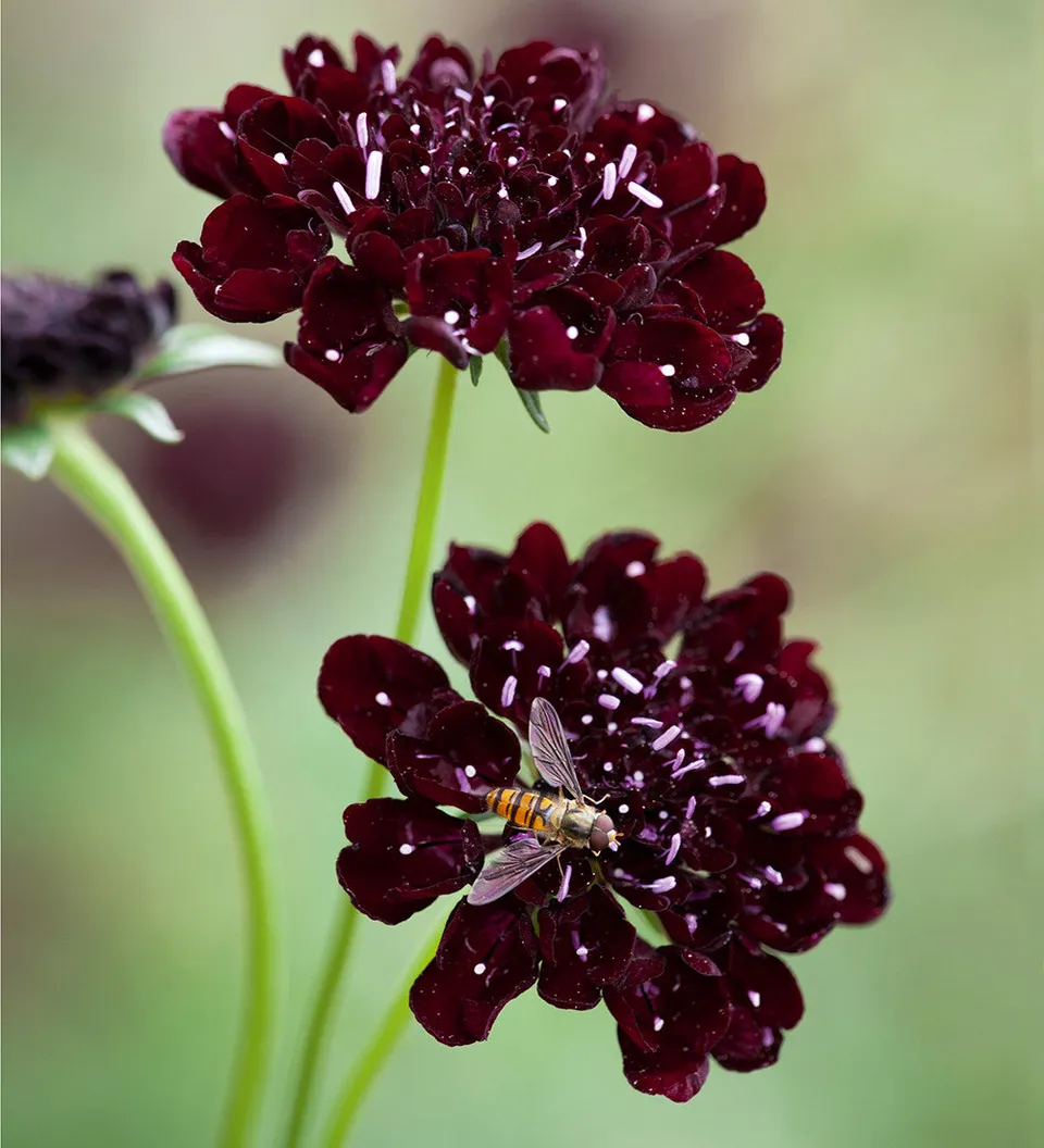 Sarah Raven Scabiosa Black Cat Skabiose Samen 50 Stück