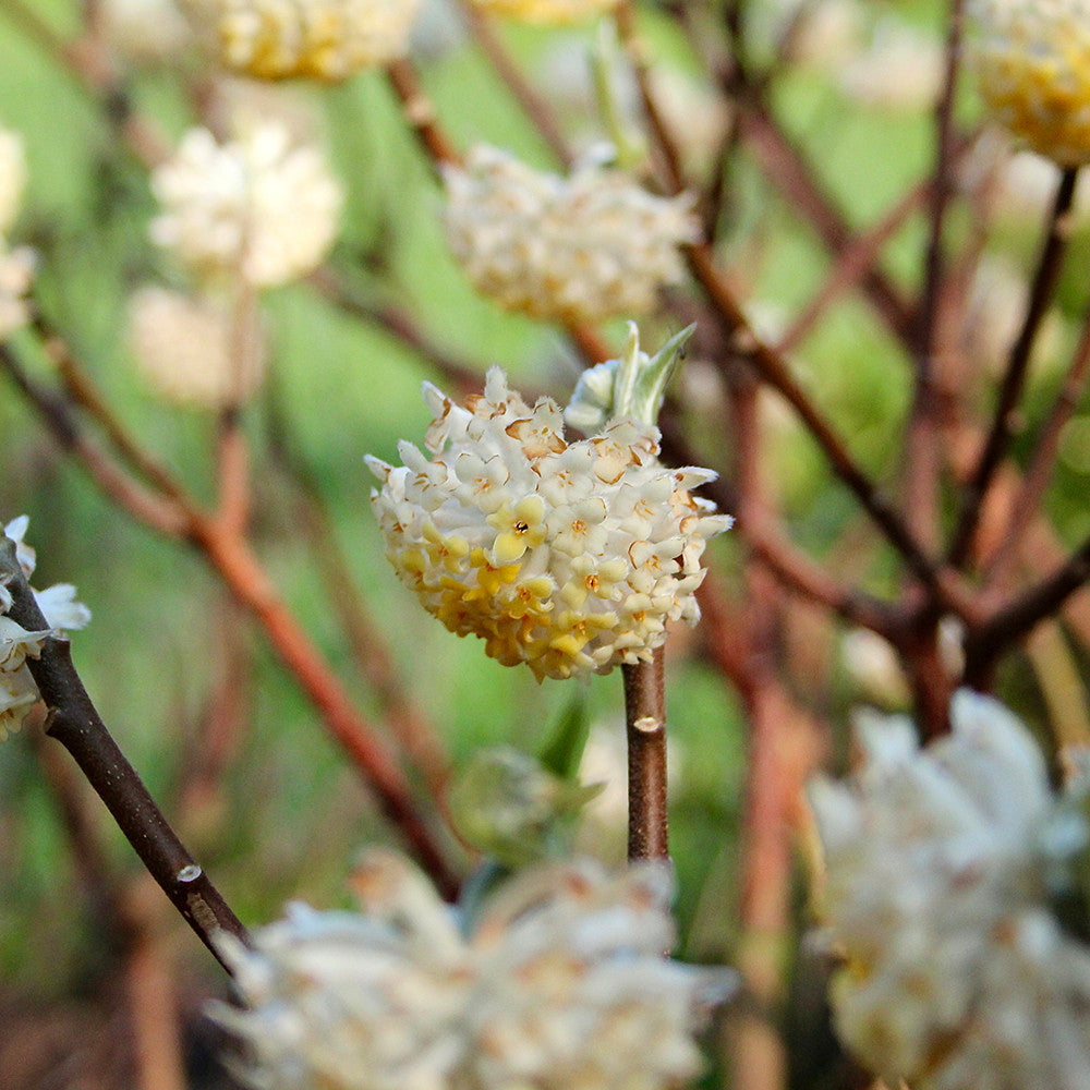 Sarah Raven Plants Edgeworthia chrysantha Pflanze 3-Liter-Topf gelb