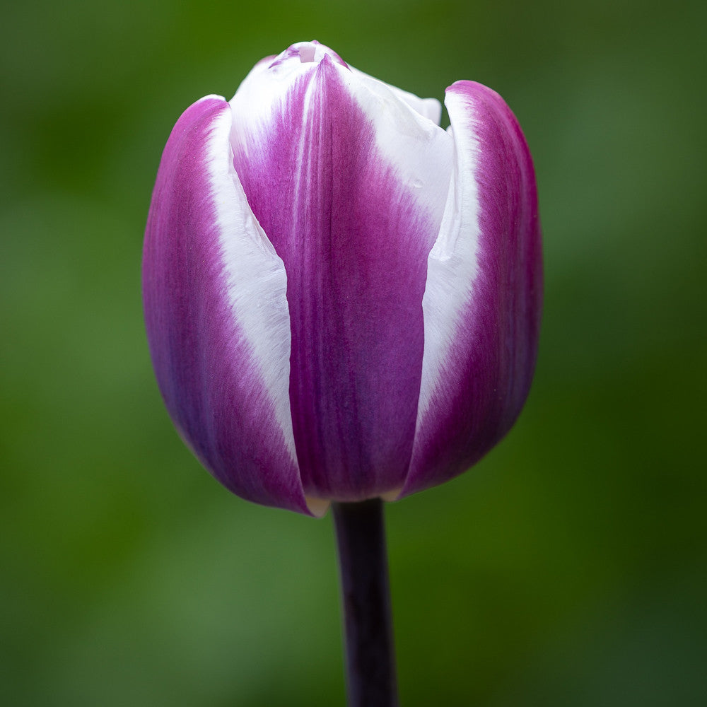 Sarah Raven Bulbs Marmorierte Tulpen Kollektion 40 Zwiebeln