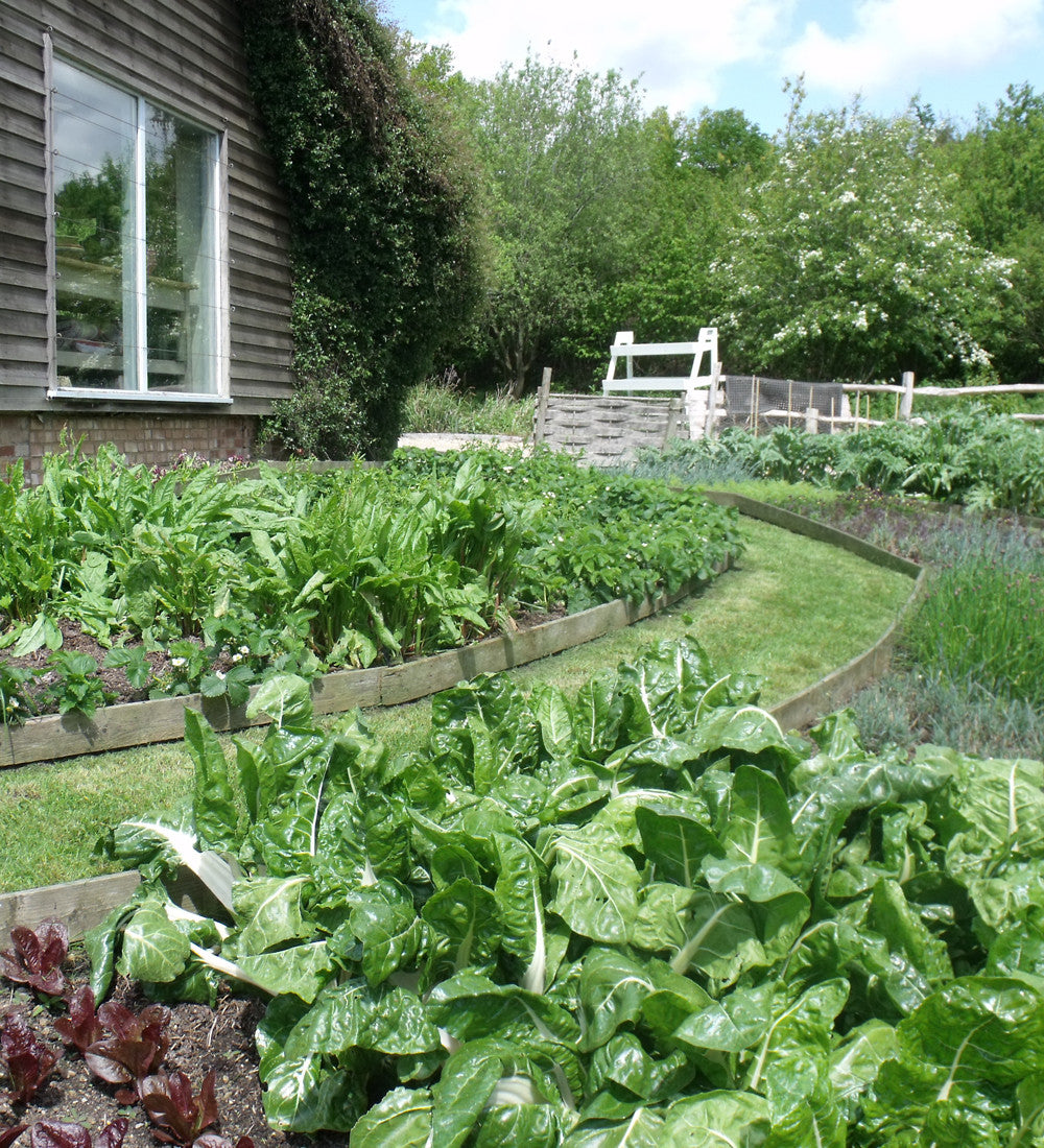 Sarah Raven Seeds Mangold White Silver 2 Samen 175 Bio-Stiele