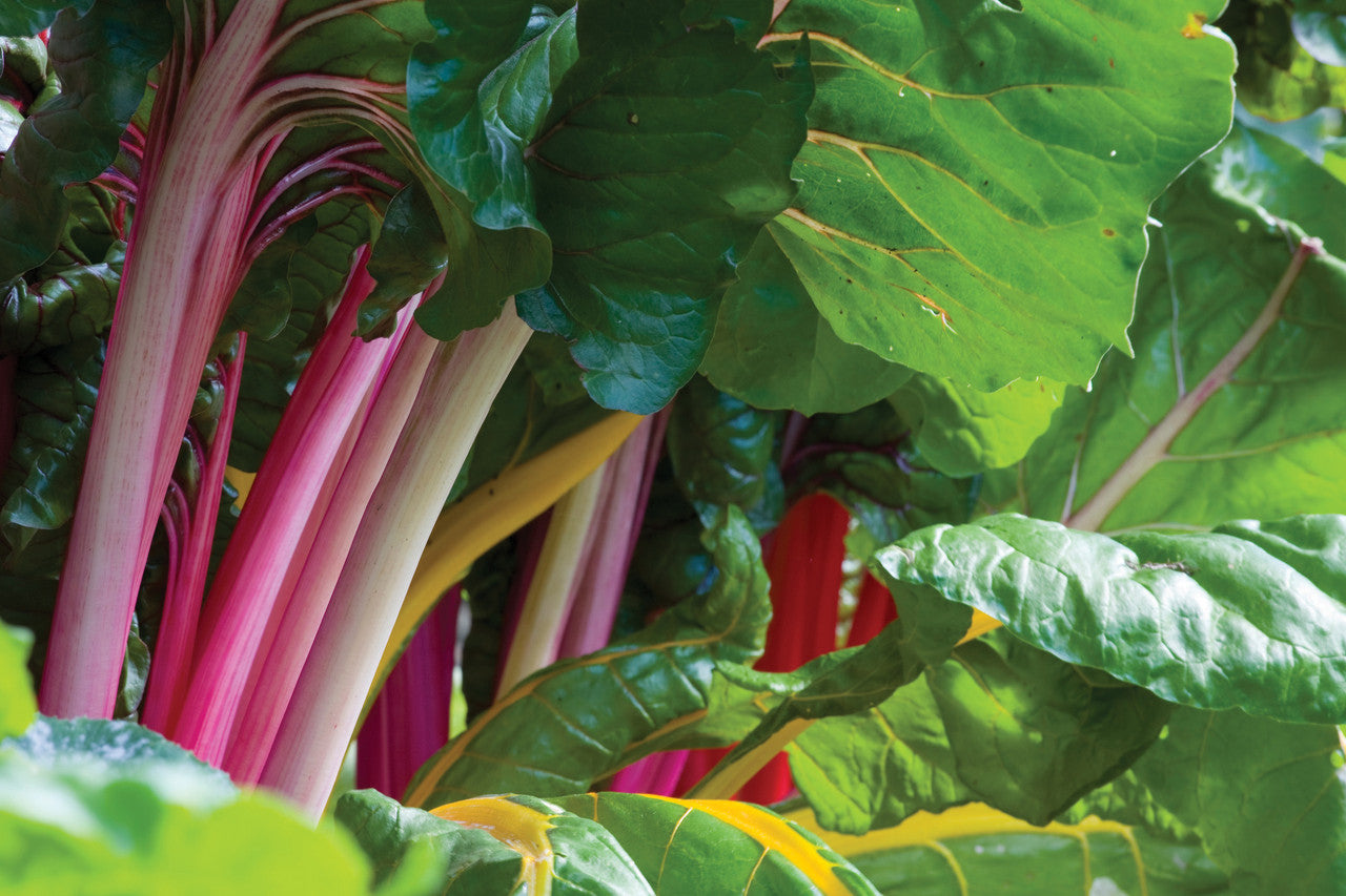 Sarah Raven Seeds Mangold Bright Lights Samen 100 Stück bunt