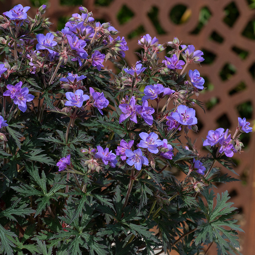 Sarah Raven Geranium pratense Storm Cloud Staude 3x 9cm Topf blau-violett