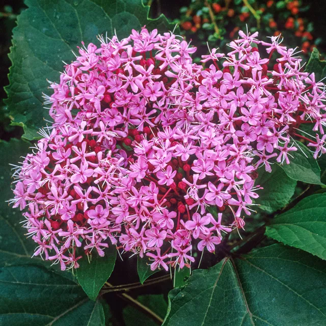 Sarah Raven Plants Clerodendrum bungei Pflanze 3-Liter-Topf duftend