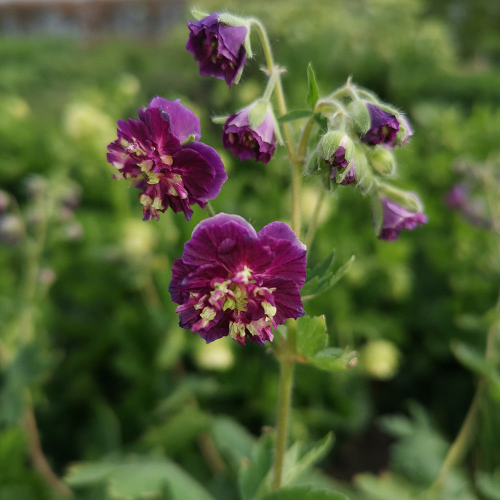 Sarah Raven Geranium phaeum Joseph Green Pflanze 3x 9cm Topf