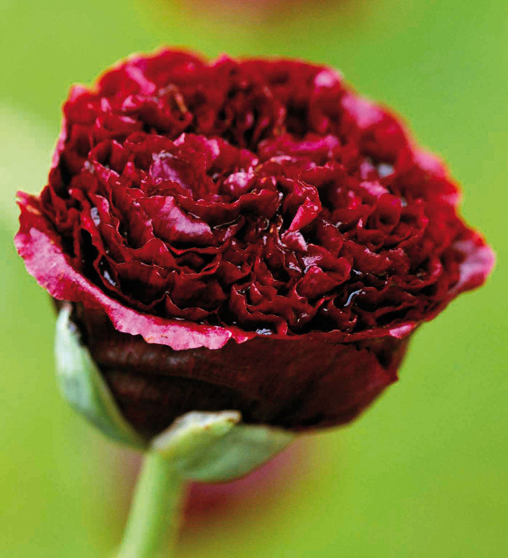 Sarah Raven Seeds Cottage Garden Mohn Samen 500 Mix