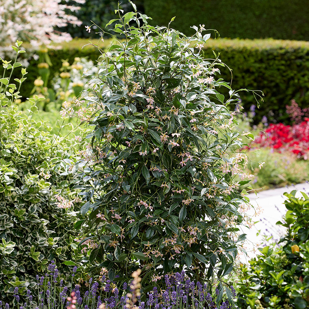 Sarah Raven Plants Sternjasmin Star of Milano Pflanze 2L Topf