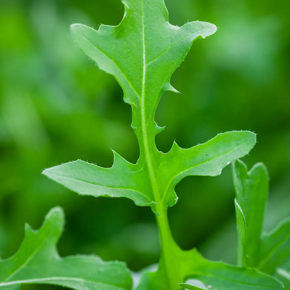 Sarah Raven Seeds Salatrauke Serrata Samen 500 Stück mild