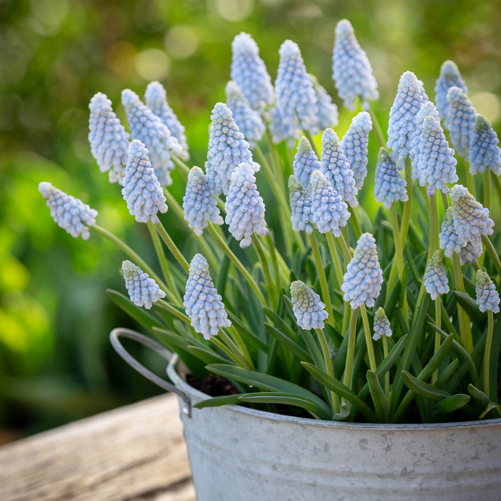 Sarah Raven Bulbs Muscari Babies Breath Blumenzwiebeln 25 Stück hellblau