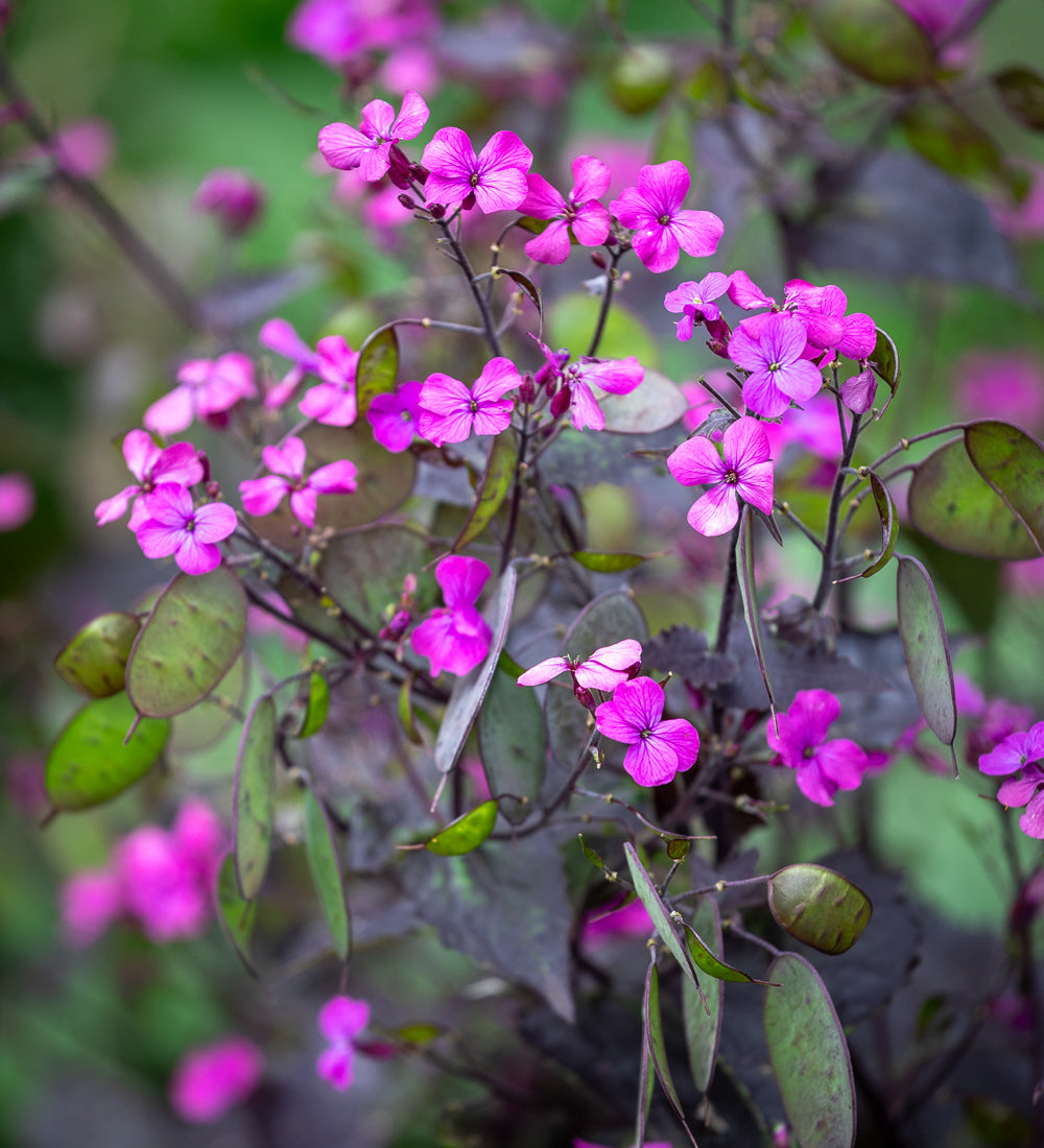Sarah Raven Plants Lunaria Chedglow Pflanze 3x9cm dunkel