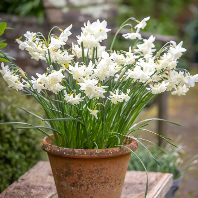 Sarah Raven Bulbs Narcissus Starlight Sensation 10 Zwiebeln weiß