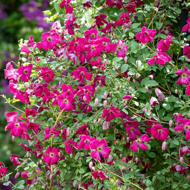 Sarah Raven Plants Clematis Kermesina Pflanze 2 Liter Topf rot