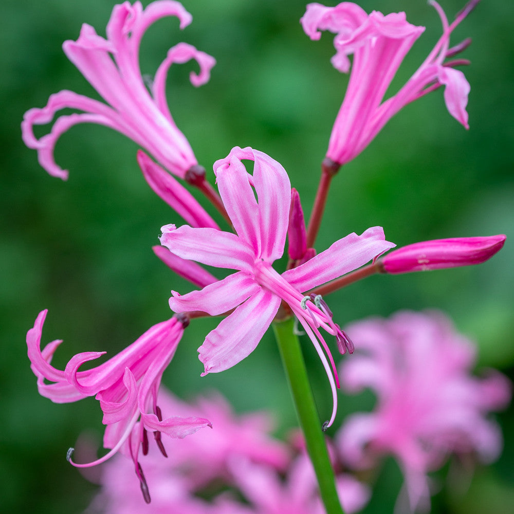 Sarah Raven Bulbs Border Nerine Collection Blumenzwiebeln 25