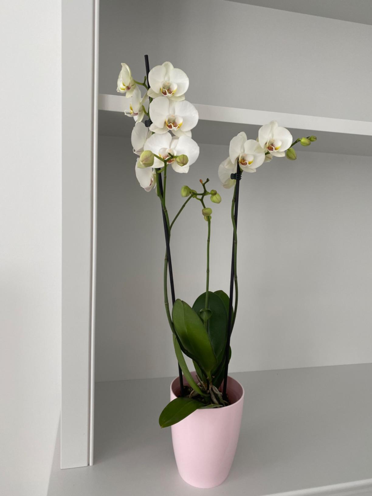 elho Brussels Diamond Orchideentopf 10,5 cm rosa Belüftung