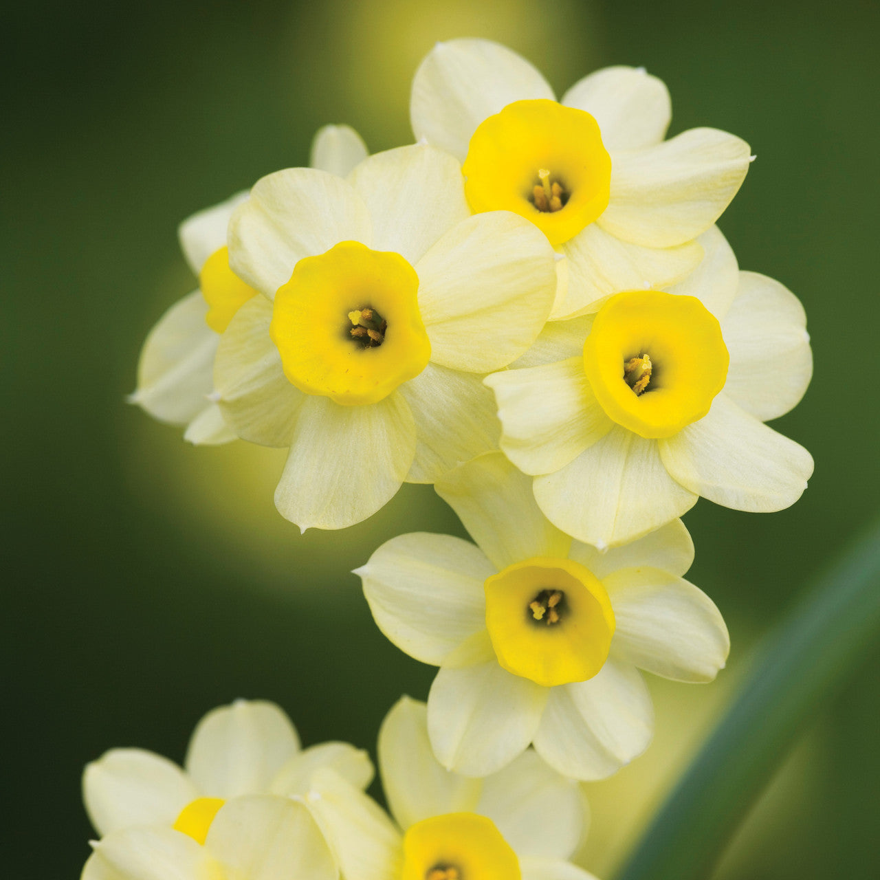 Sarah Raven Bulbs Spring Centrepiece Blumenzwiebeln 55 Zwiebeln