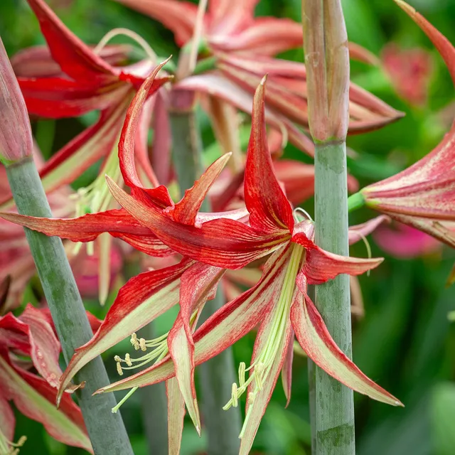 Sarah Raven Bulbs Amaryllis Tango Blumenzwiebel 1 Zwiebel rot