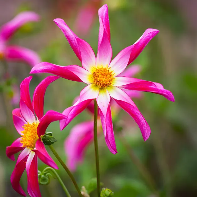 Sarah Raven Bulbs Dahlie Honka Pink Knollen 1 Stück rosa