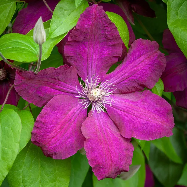 Sarah Raven Plants Clematis Rouge Cardinal Pflanze 2L rot