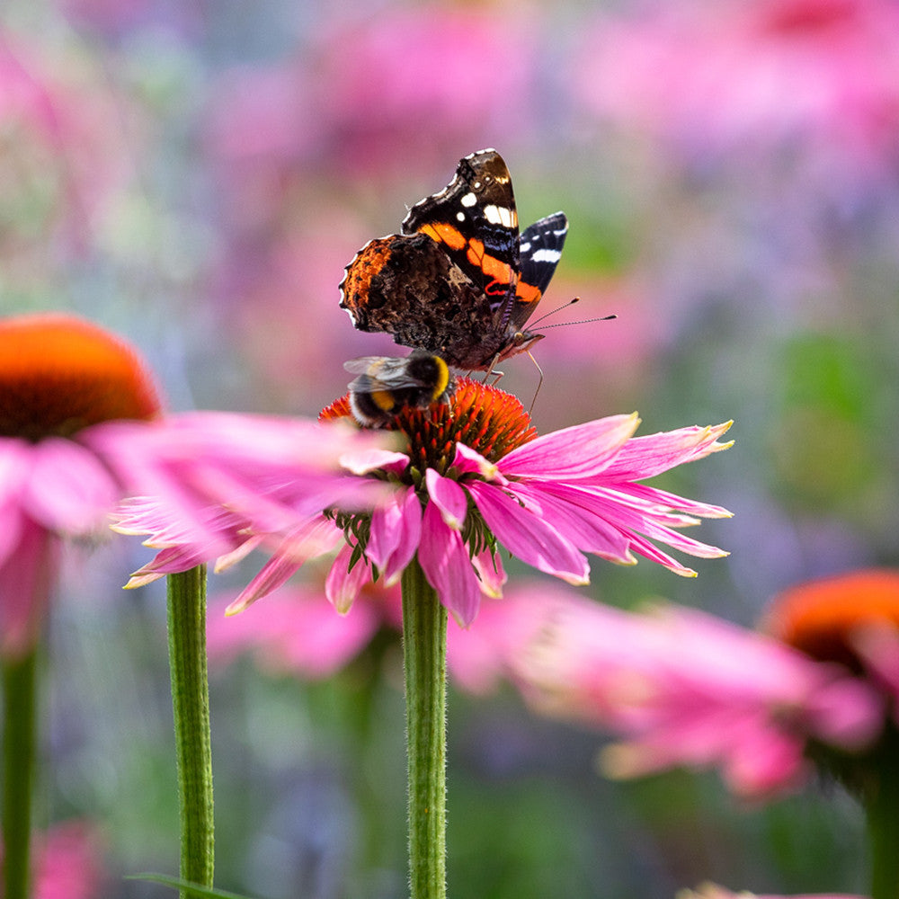Sarah Raven Echinacea Magnus Superior Pflanze 3x 9cm violett