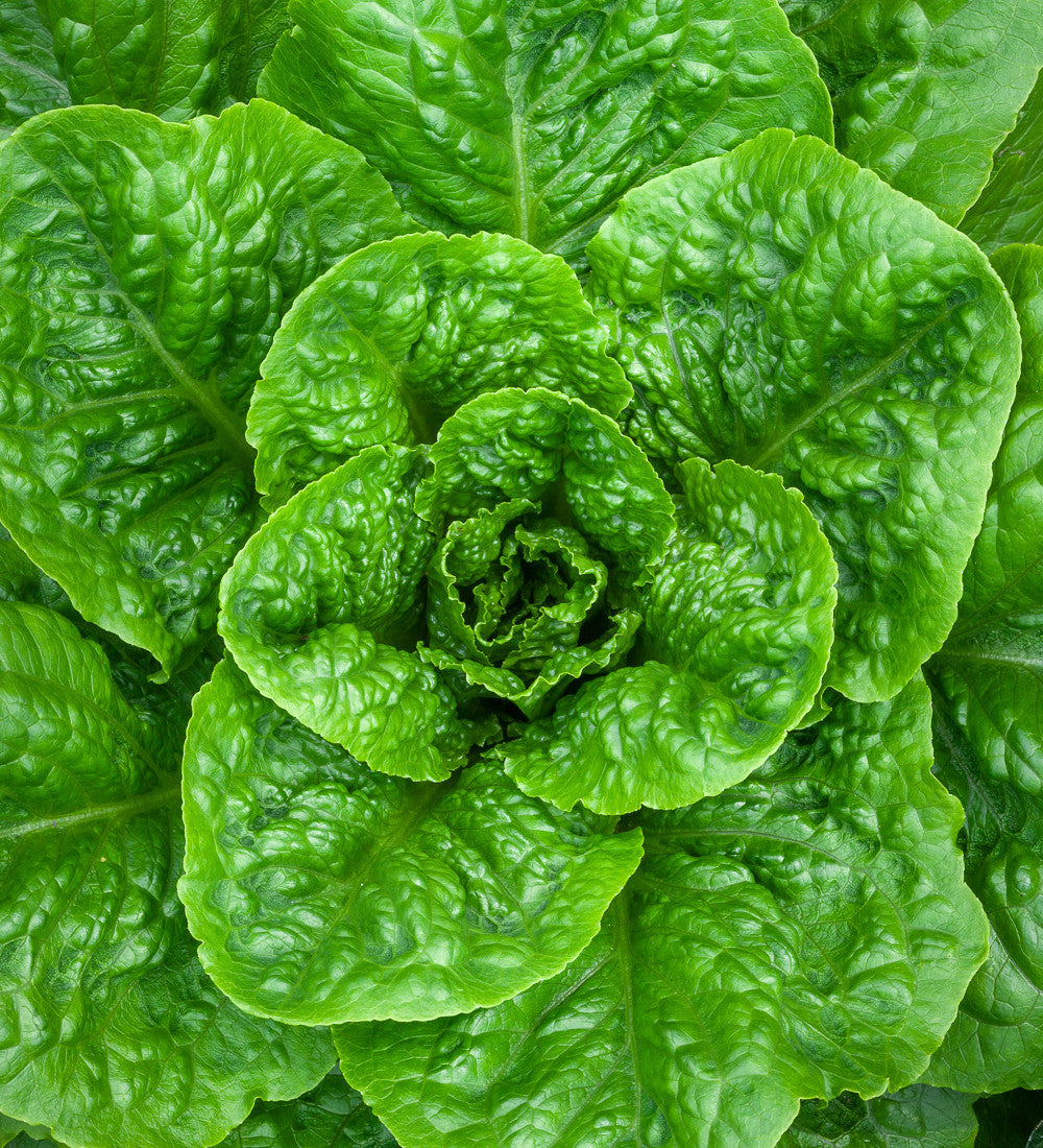 Sarah Raven Seeds Salat Parris Island Cos Samen 1000 Bio