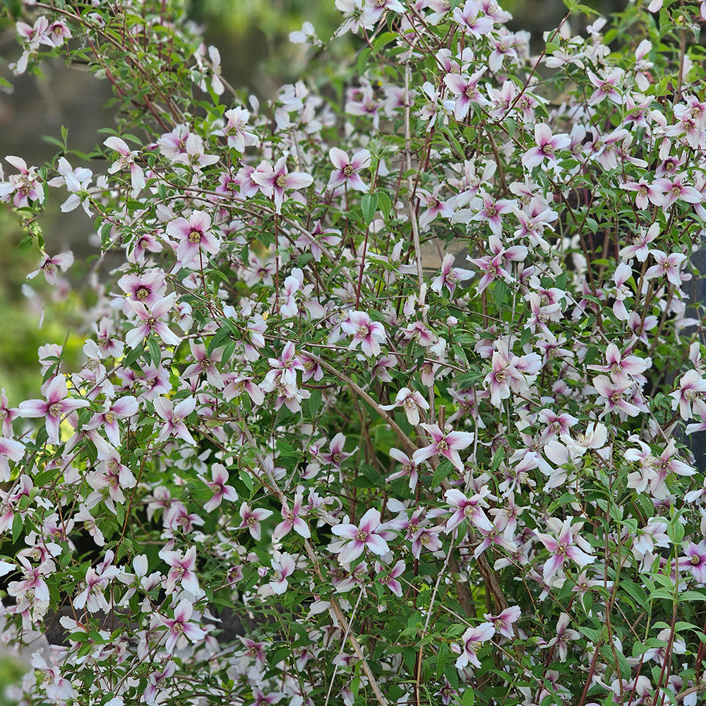 Sarah Raven Plants Philadelphus Petite Perfume Pink Pflanze 2L Topf rosa